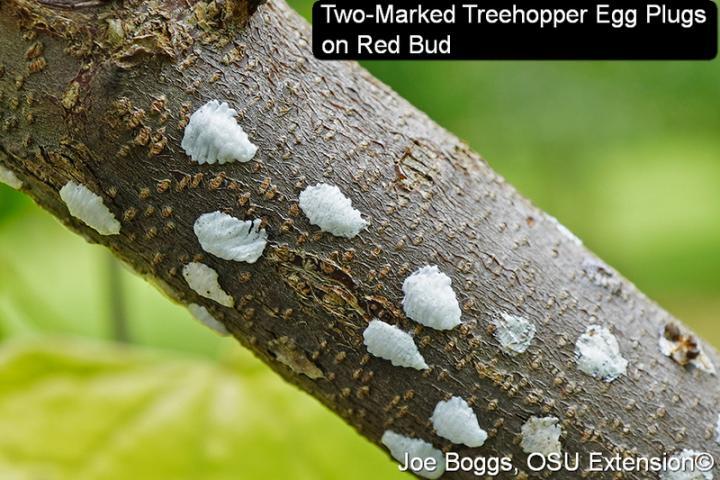 Two-Marked Treehopper on Red Bud